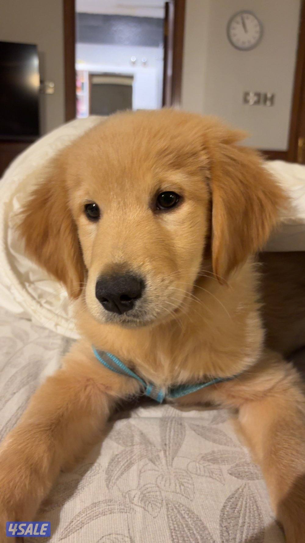 Golden retriever for sale1