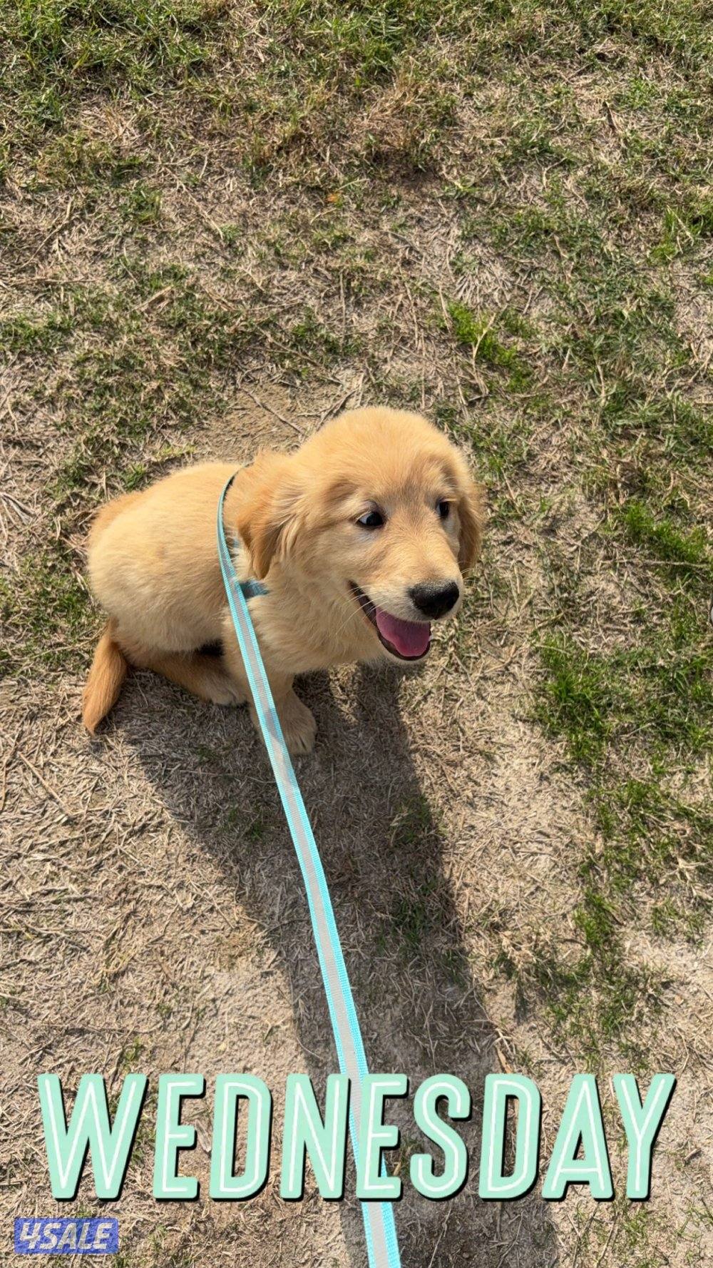 Golden retriever for sale2
