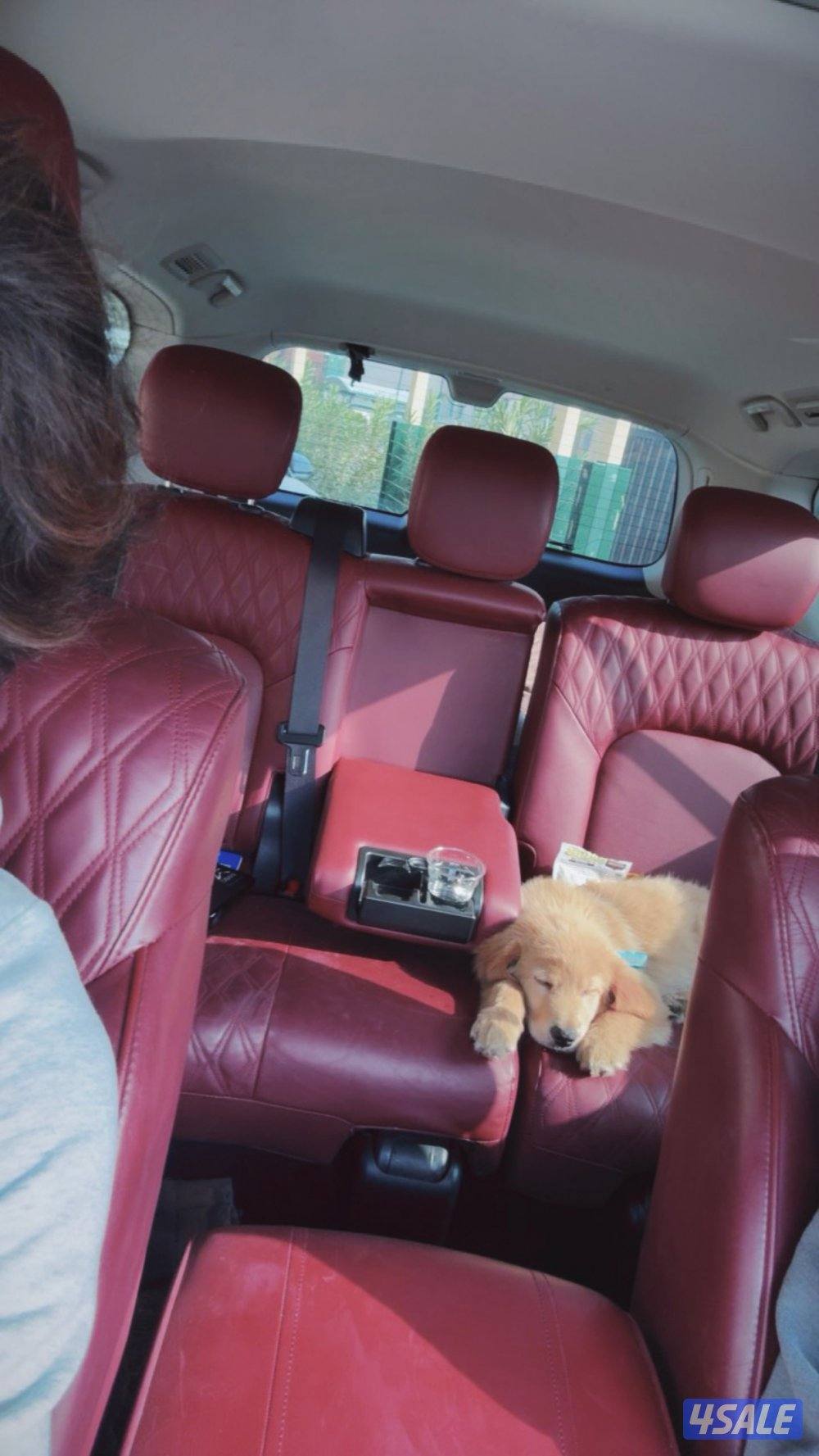 Golden retriever for sale3