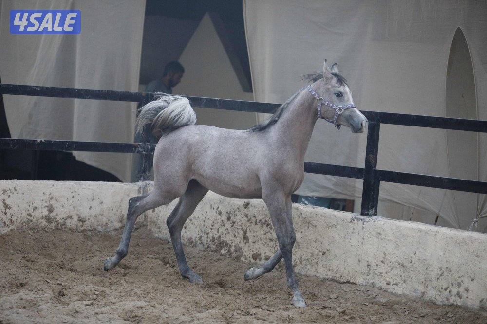 للبيع فرس حجر ( حامل ) وحدرها مهره0