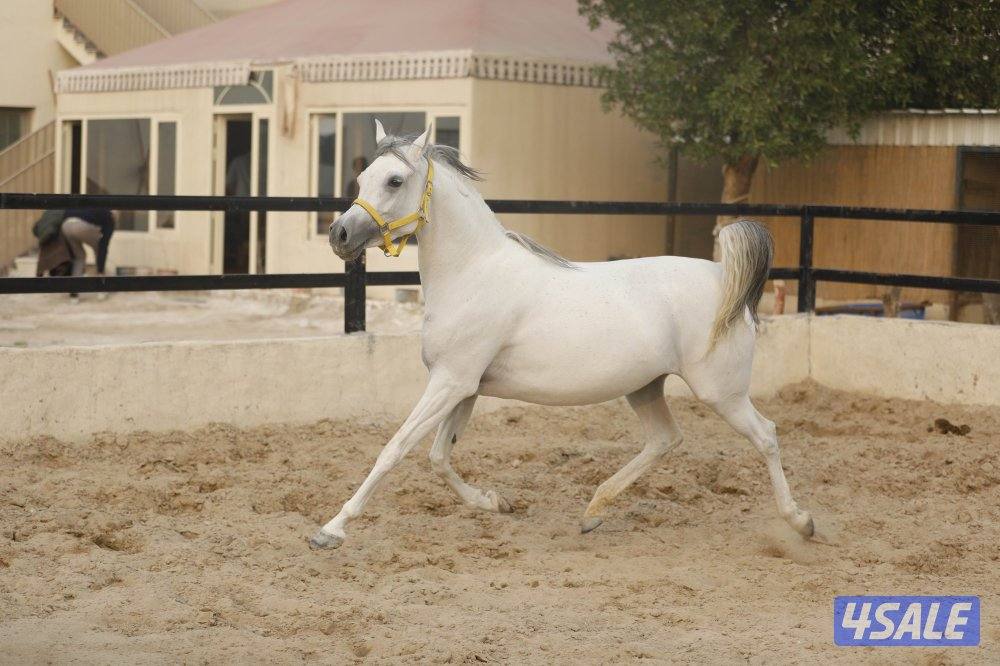 للبيع فرس حجر ( حامل ) وحدرها مهره1