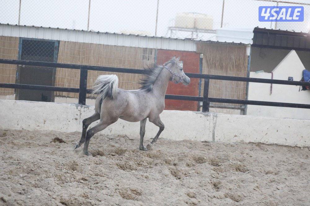 للبيع فرس حجر ( حامل ) وحدرها مهره2