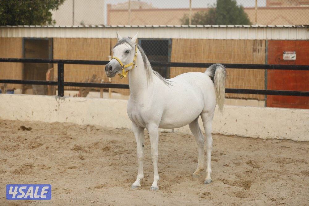 للبيع فرس حجر ( حامل ) وحدرها مهره3