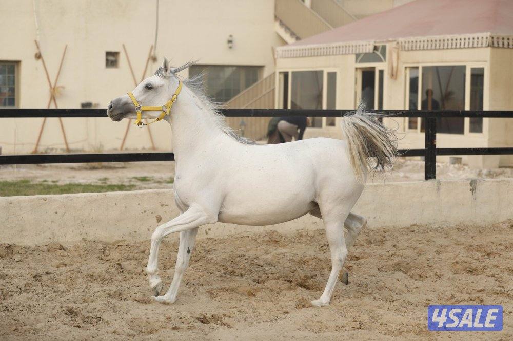 للبيع فرس حجر ( حامل ) وحدرها مهره4