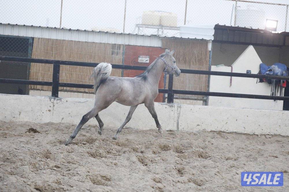 للبيع فرس حجر ( حامل ) وحدرها مهره5