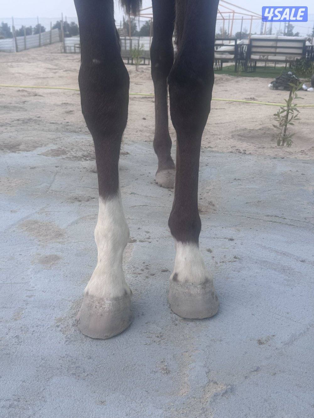 فلاوه للبيع0