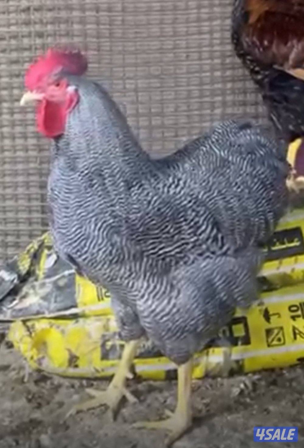 فروخ الامروك العملاق0