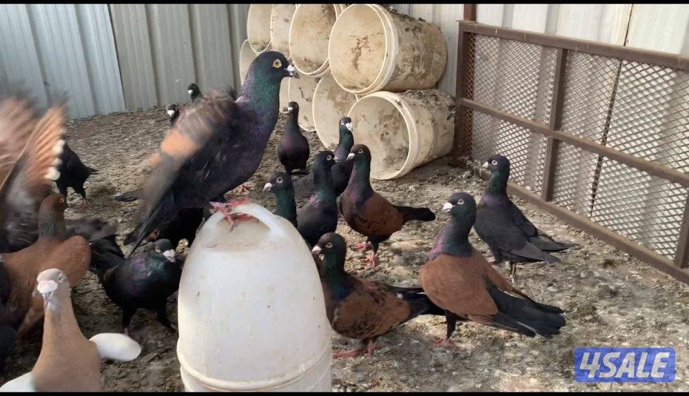 الارتال السالمي1