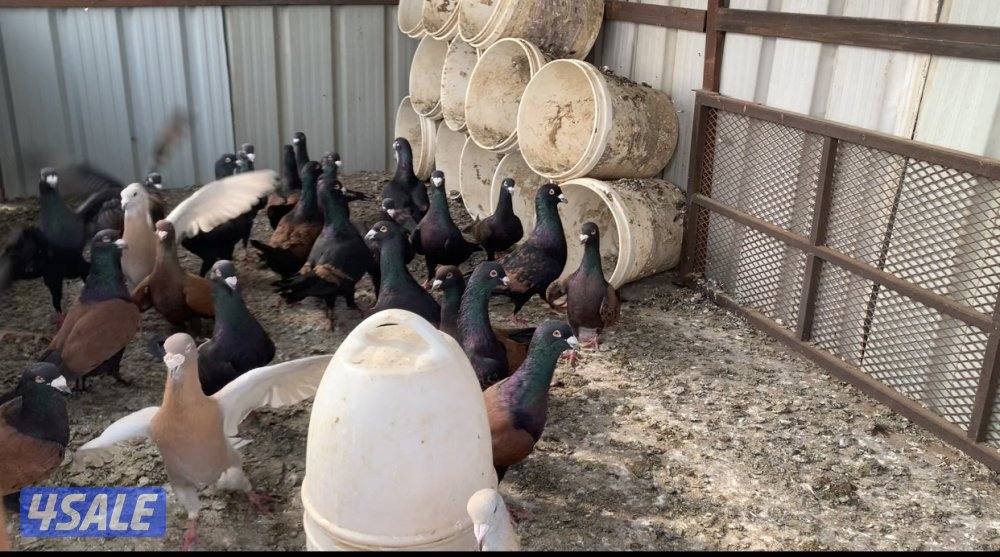 الارتال السالمي2