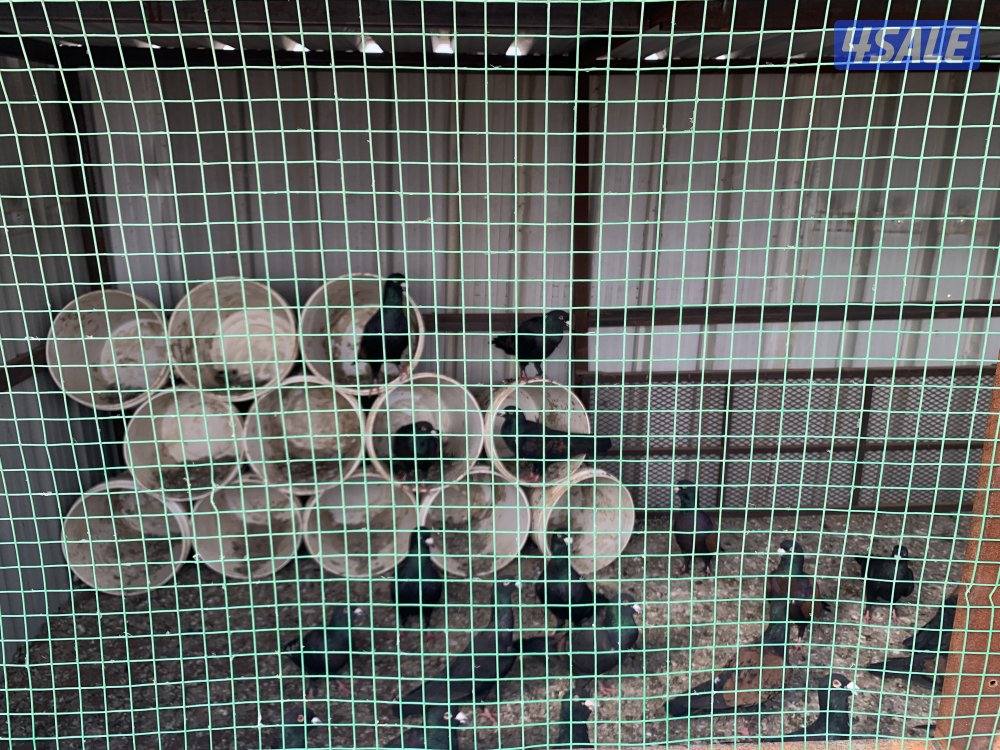 الارتال السالمي9