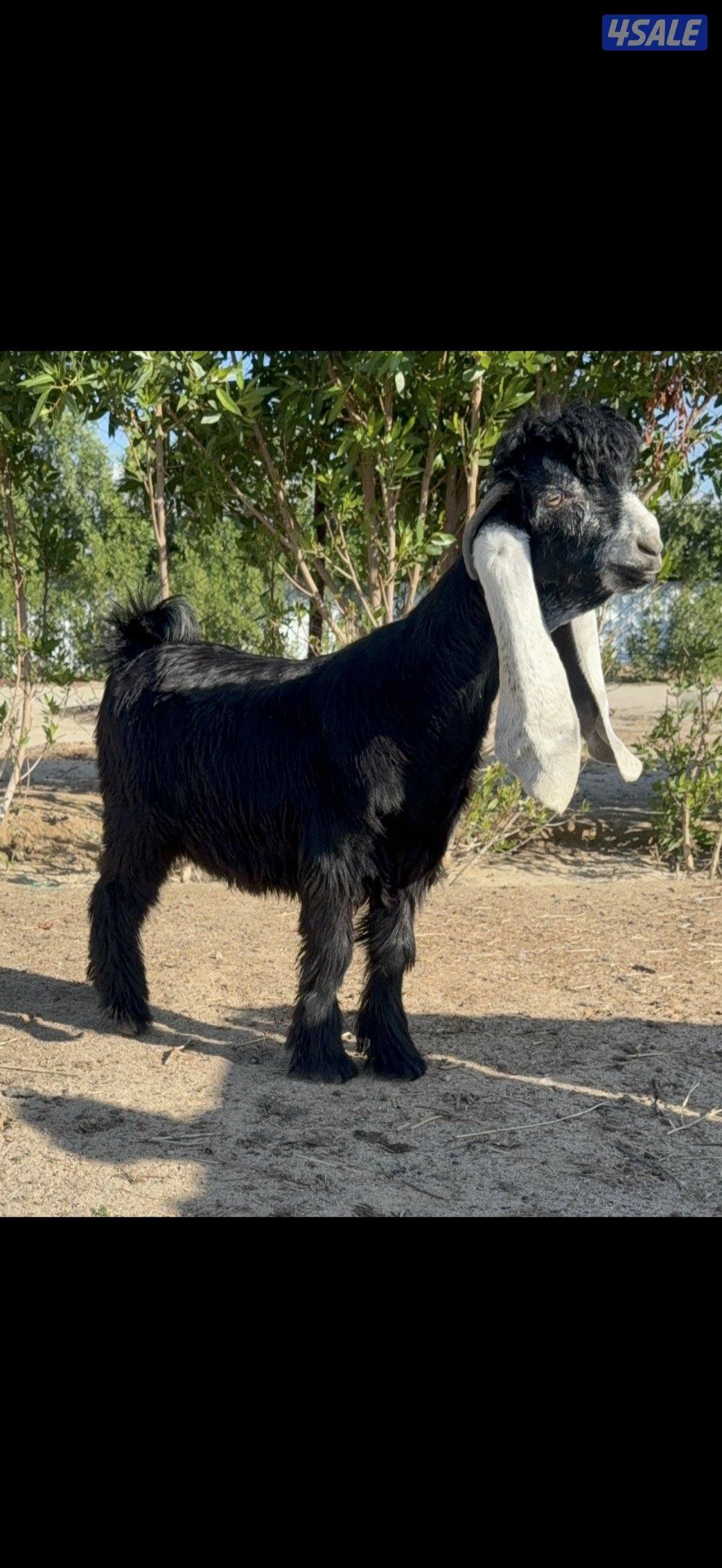 للبيع جذعان كفو شكل ومعامق1