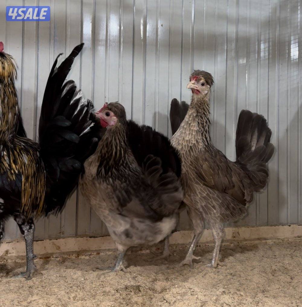 دجاج + وز كندي0