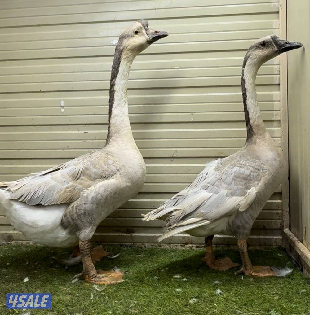 دجاج + وز كندي1