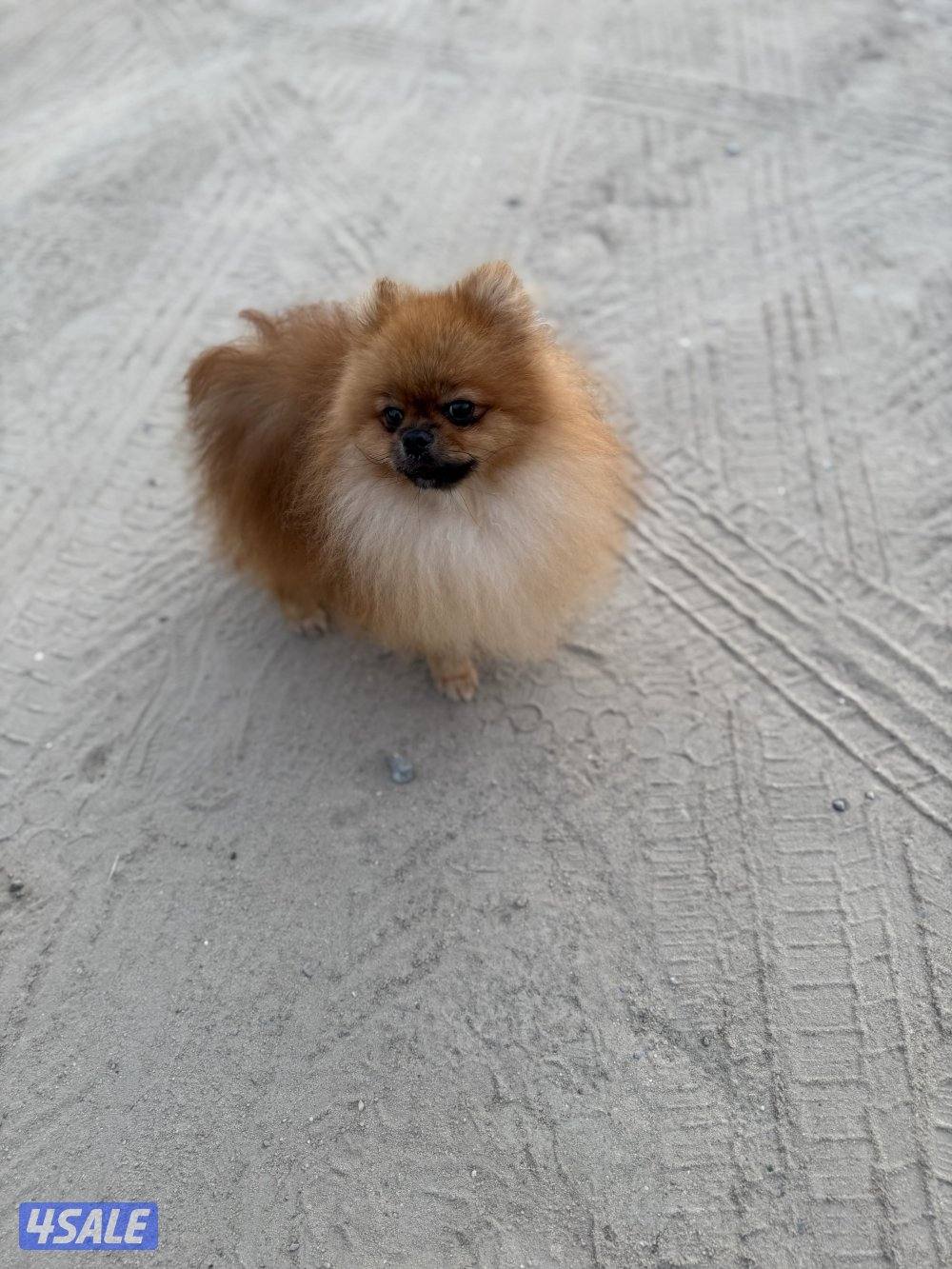 للبيع كلب ذكر بوميرينيان العمر ٨ شهور ب ٥٠٠ دك1