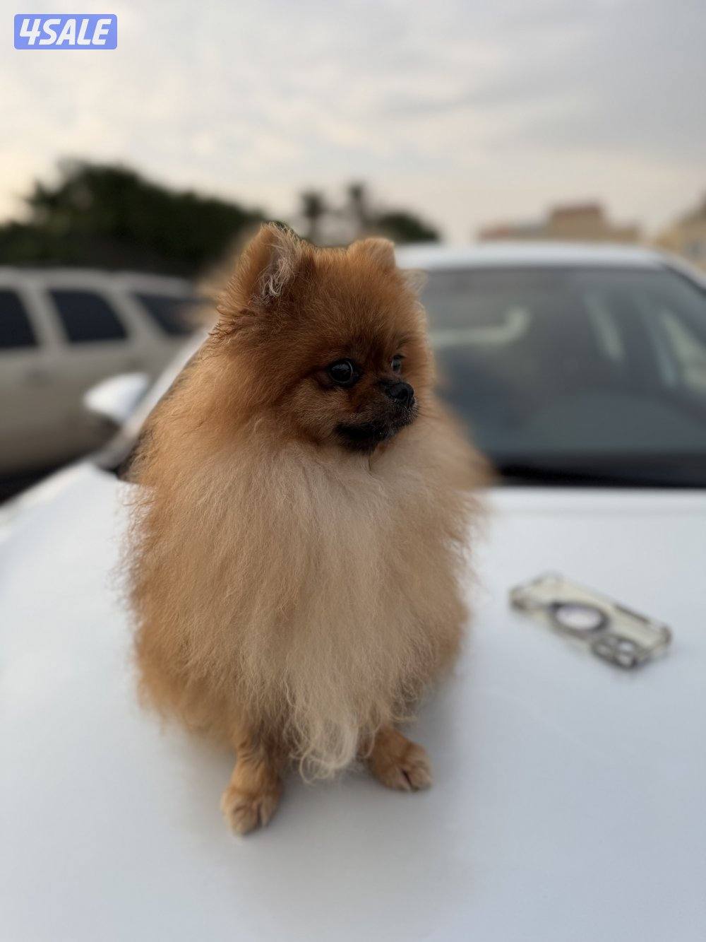 للبيع كلب ذكر بوميرينيان العمر ٨ شهور ب ٥٠٠ دك2