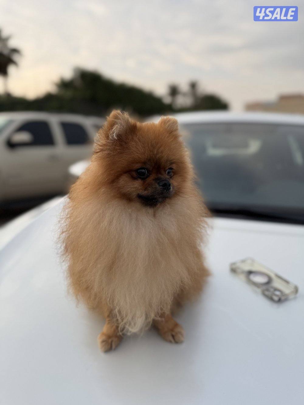 للبيع كلب ذكر بوميرينيان العمر ٨ شهور ب ٥٠٠ دك3