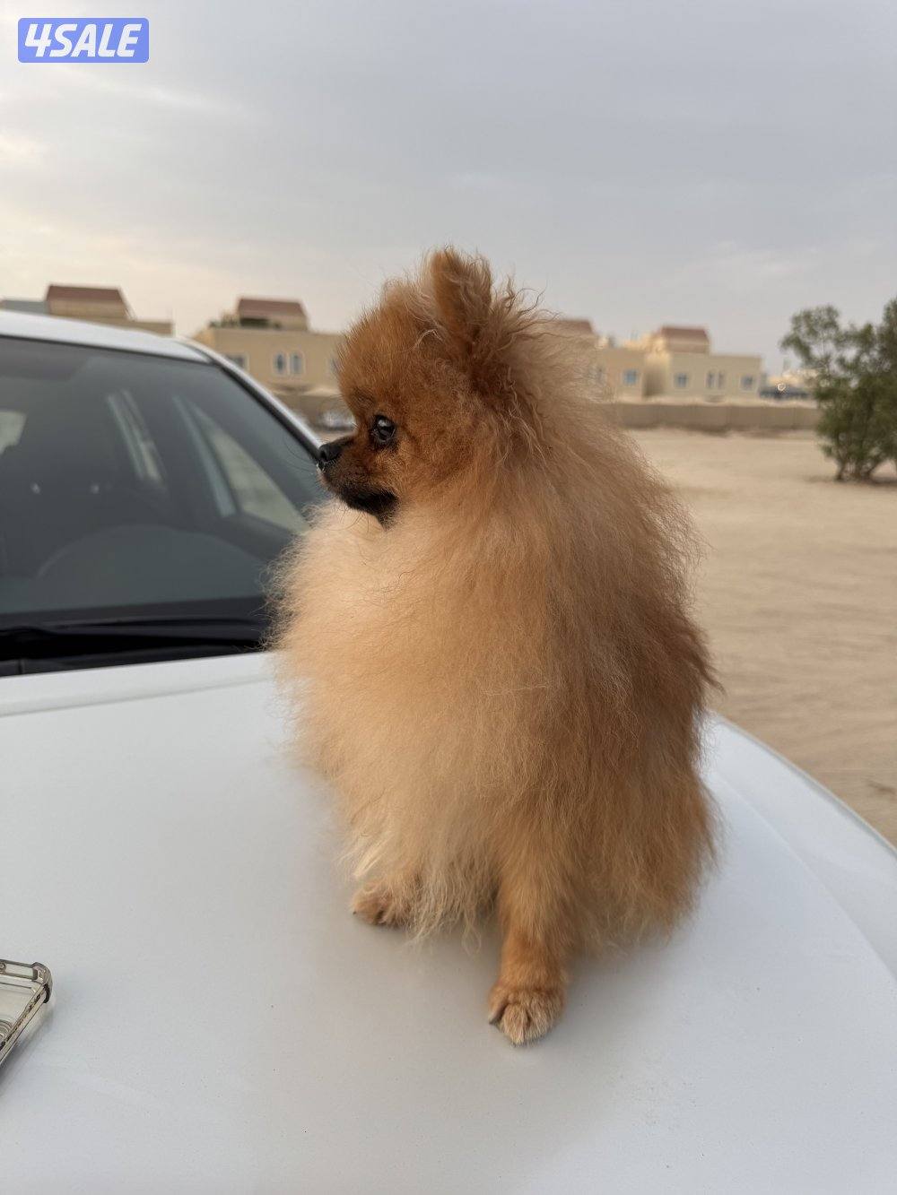 للبيع كلب ذكر بوميرينيان العمر ٨ شهور ب ٥٠٠ دك4