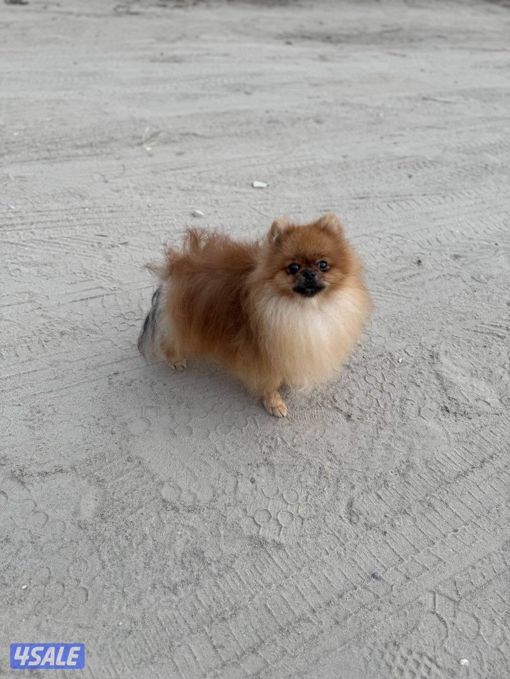 للبيع كلب ذكر بوميرينيان العمر ٨ شهور ب ٥٠٠ دك5