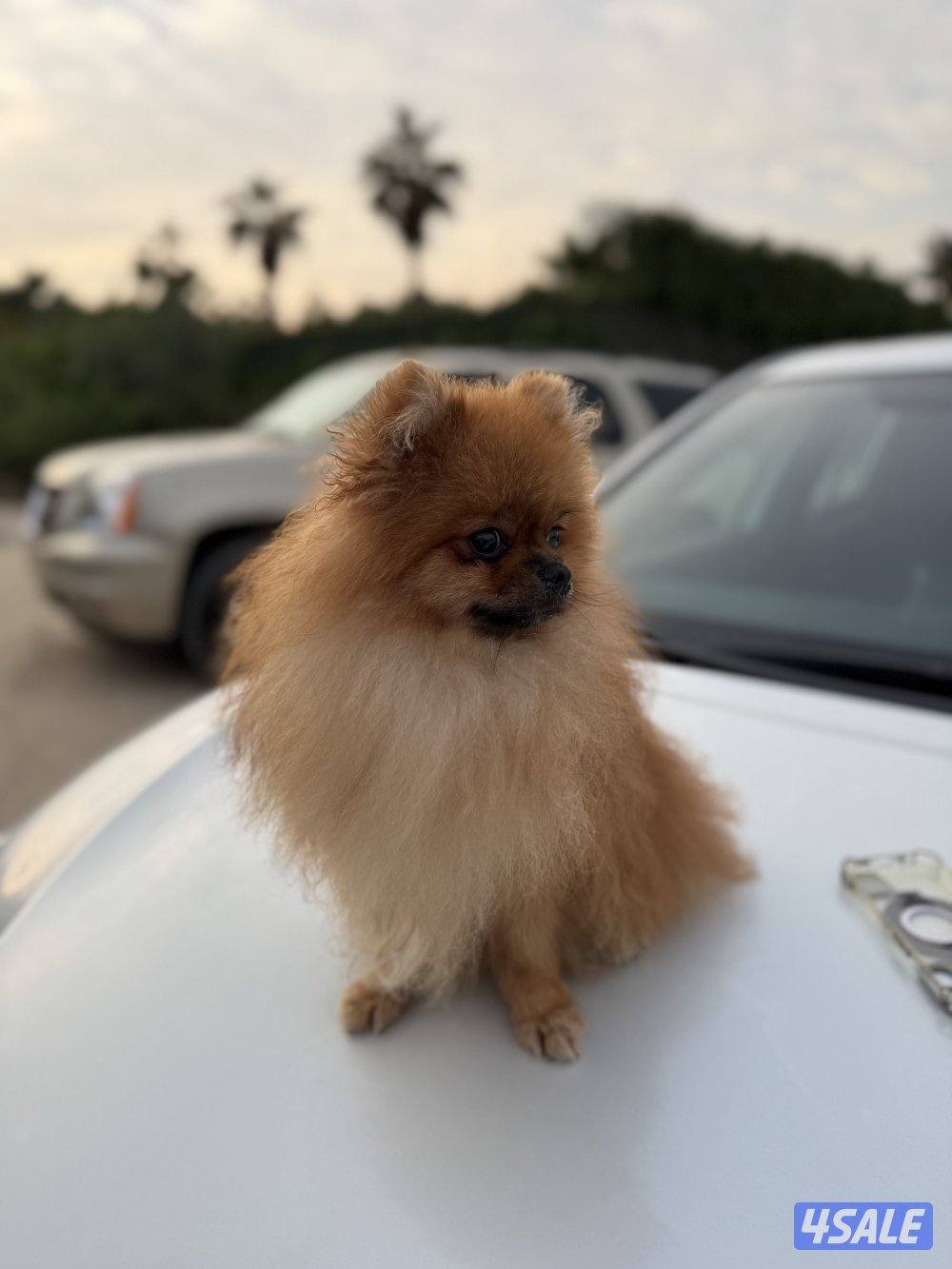 للبيع كلب ذكر بوميرينيان العمر ٨ شهور ب ٥٠٠ دك6