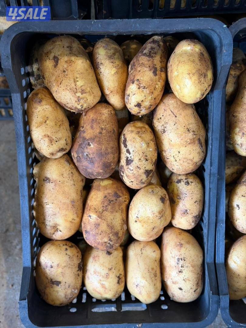 مطلوب ممول0