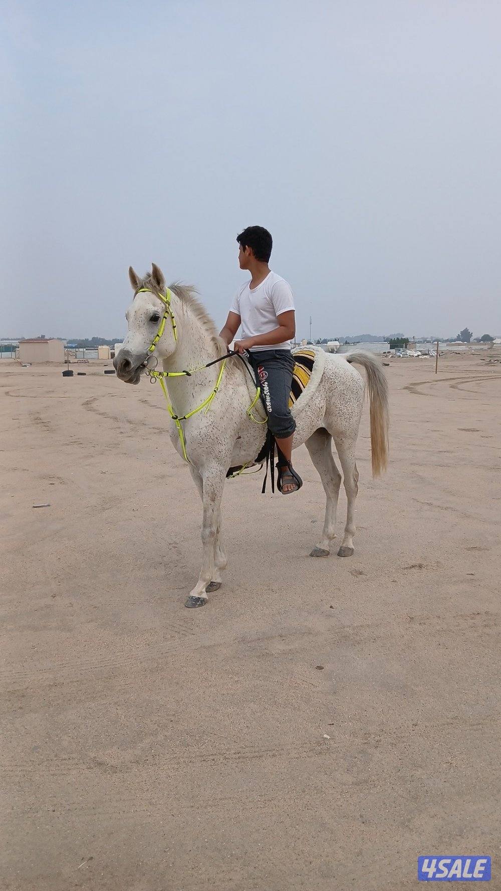 حصان مصري من غير اوراق العمر 5 سنوات1