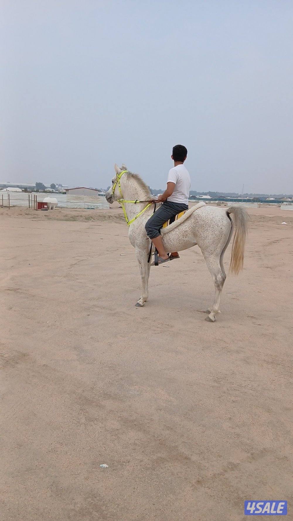 حصان مصري من غير اوراق العمر 5 سنوات2