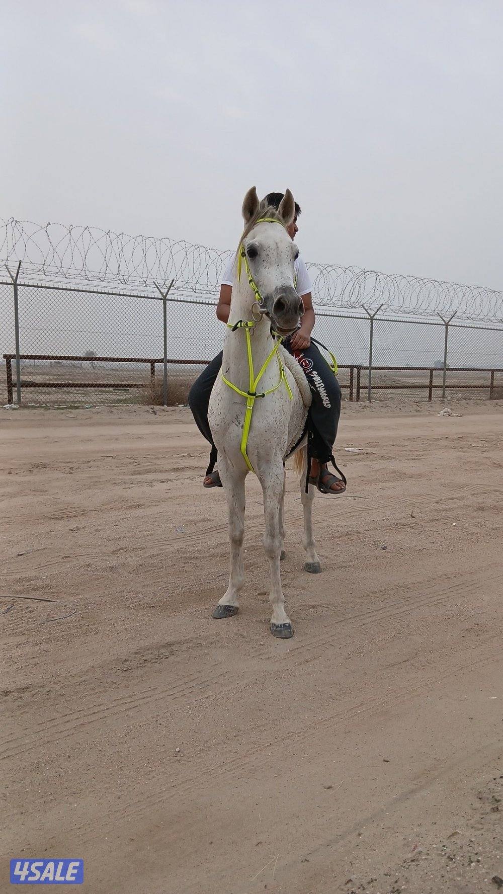 حصان مصري من غير اوراق العمر 5 سنوات4