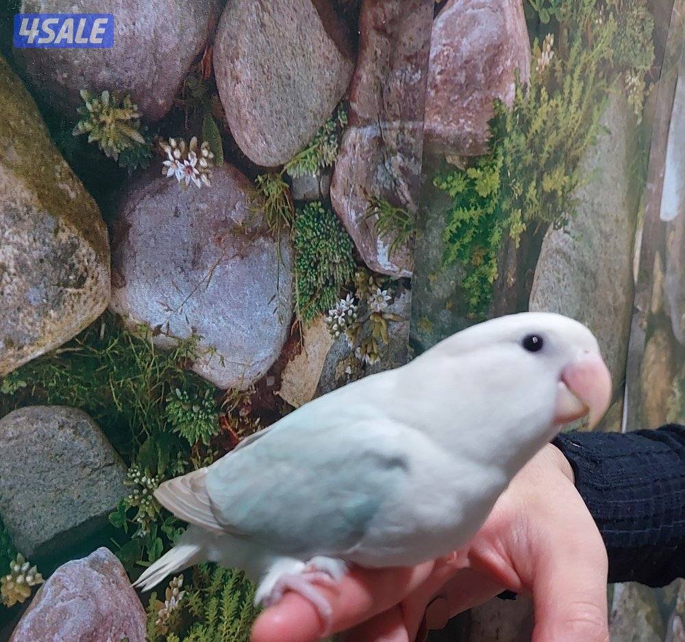 للبيع كروان نهاية عس ولوف بيرد نهاية عس ومتوفر لوف بيرد العمر شهر0