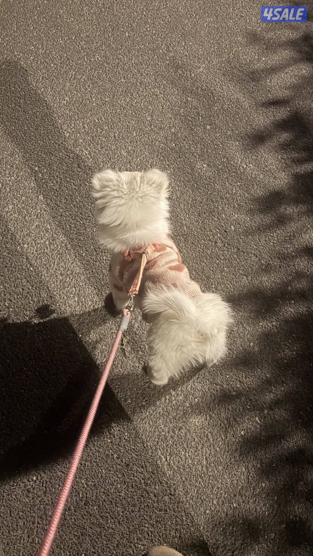 للبيع جابانيز سييتز1