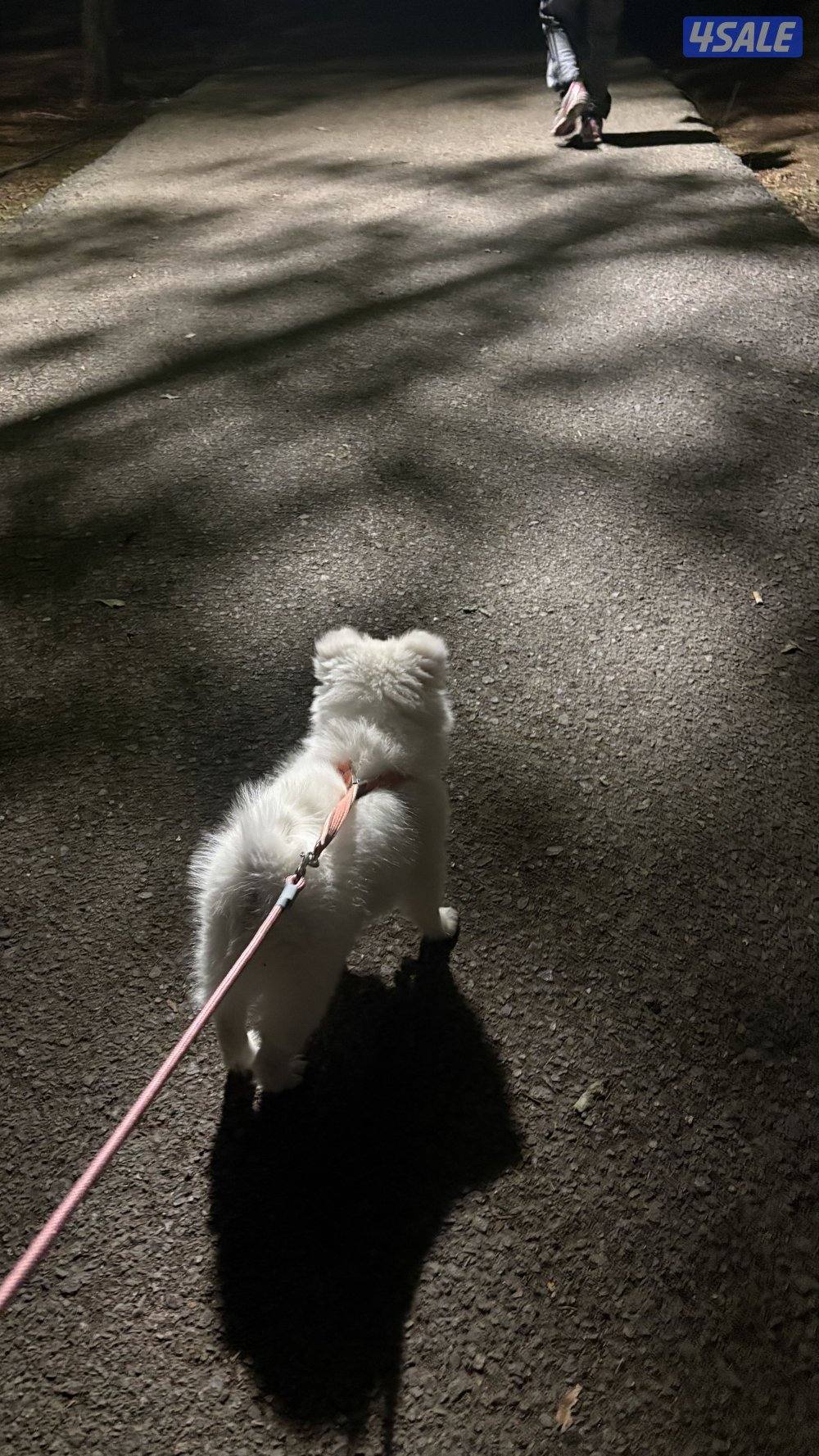 للبيع جابانيز سييتز2