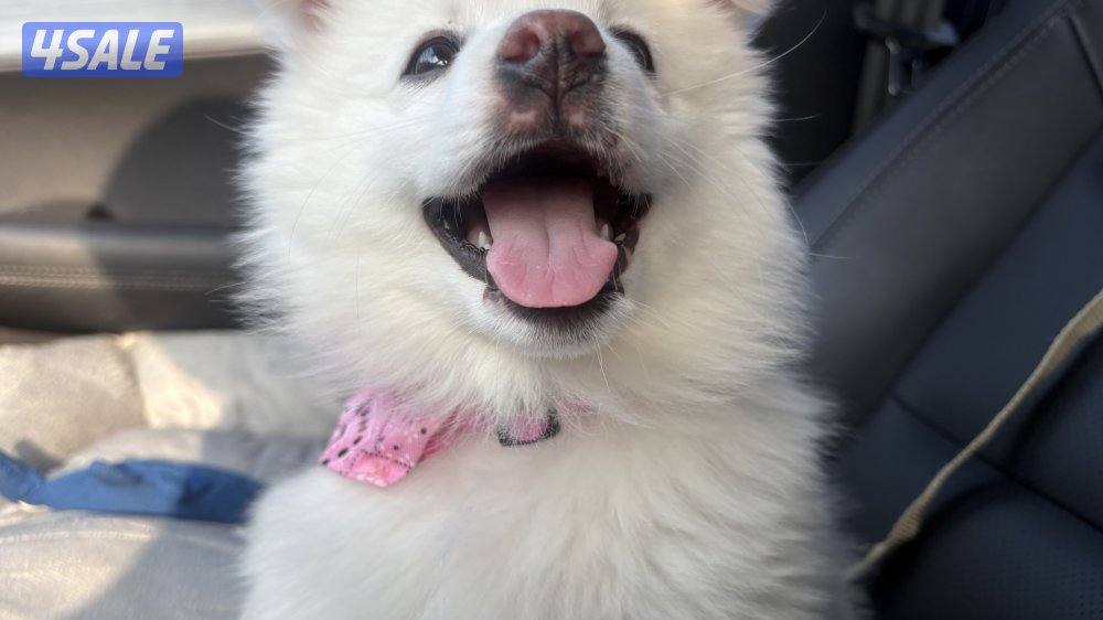 للبيع جابانيز سييتز3