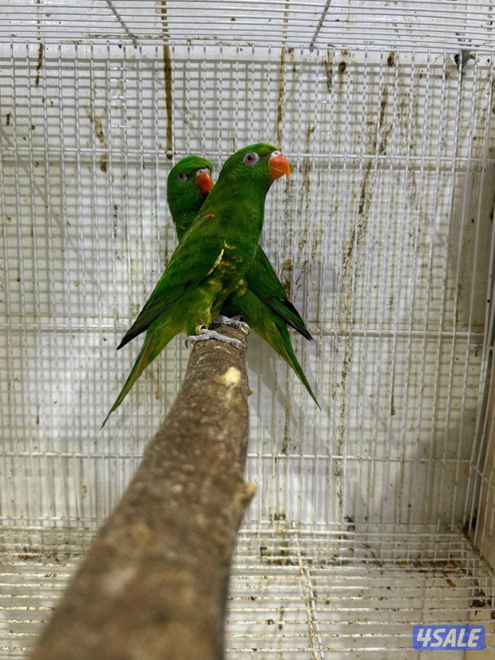 زوج لوري سكالي0