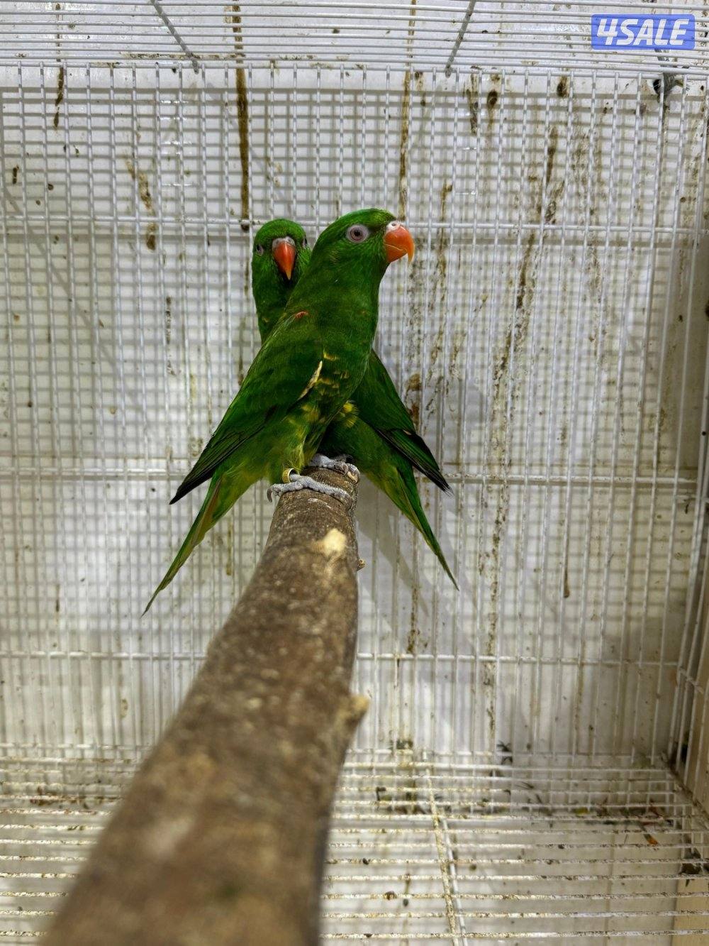 زوج لوري سكالي1