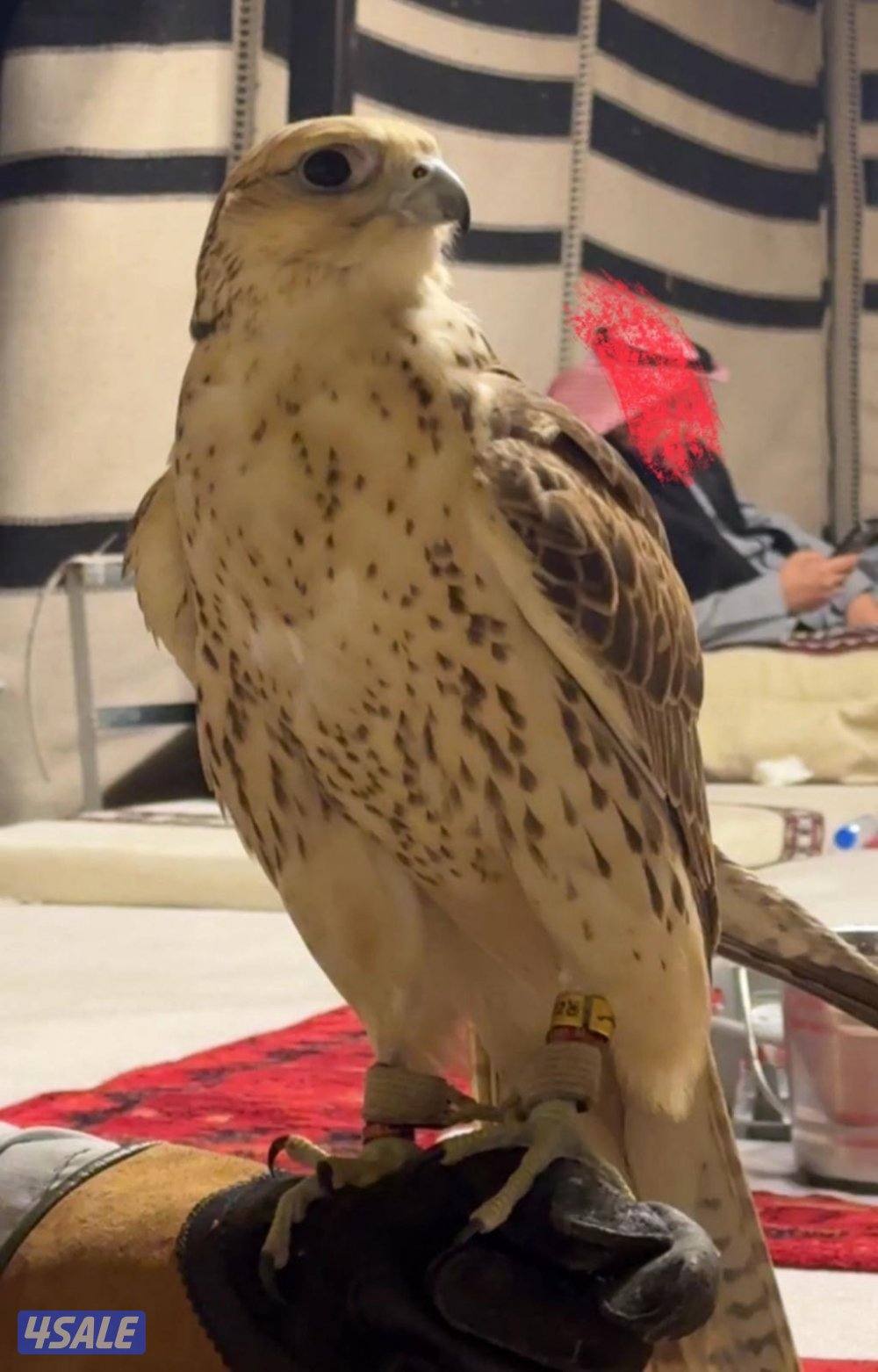 للبيع حر من حر1