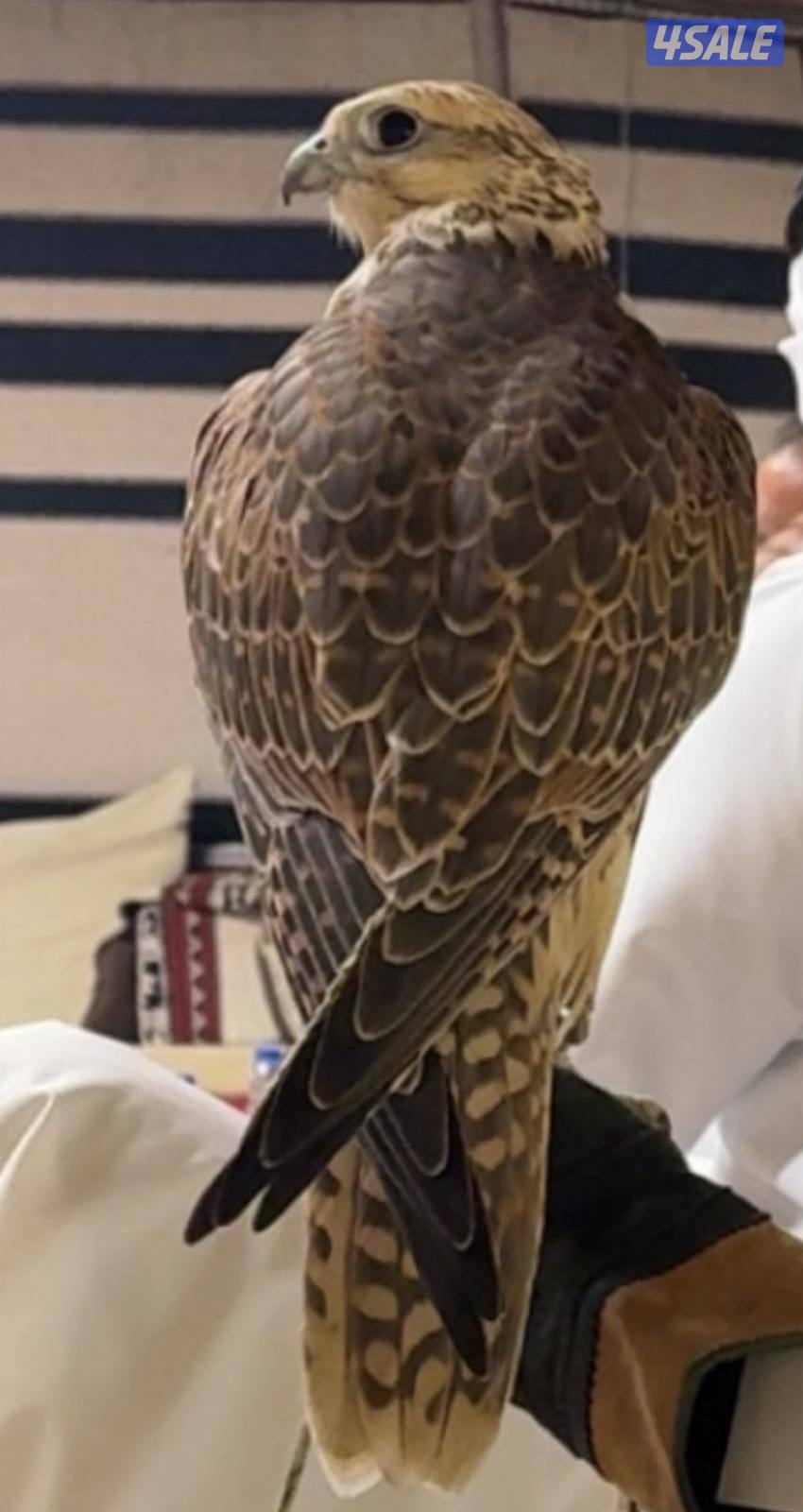 للبيع حر من حر3