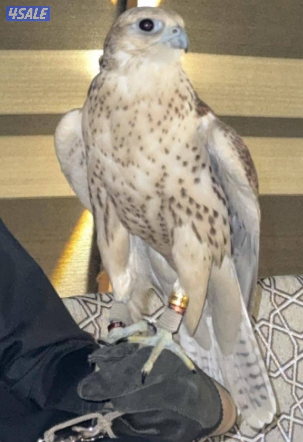 للبيع حر من حر2