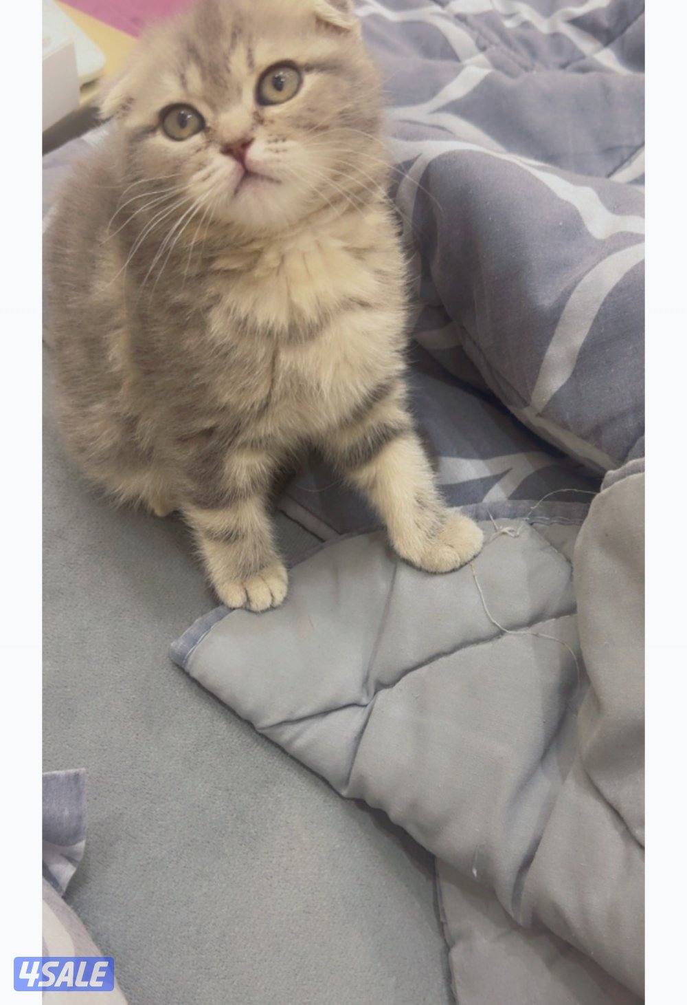 قطوه سكوتش فولد عمرها شهرين لعوووووووله وحنونه حيل0