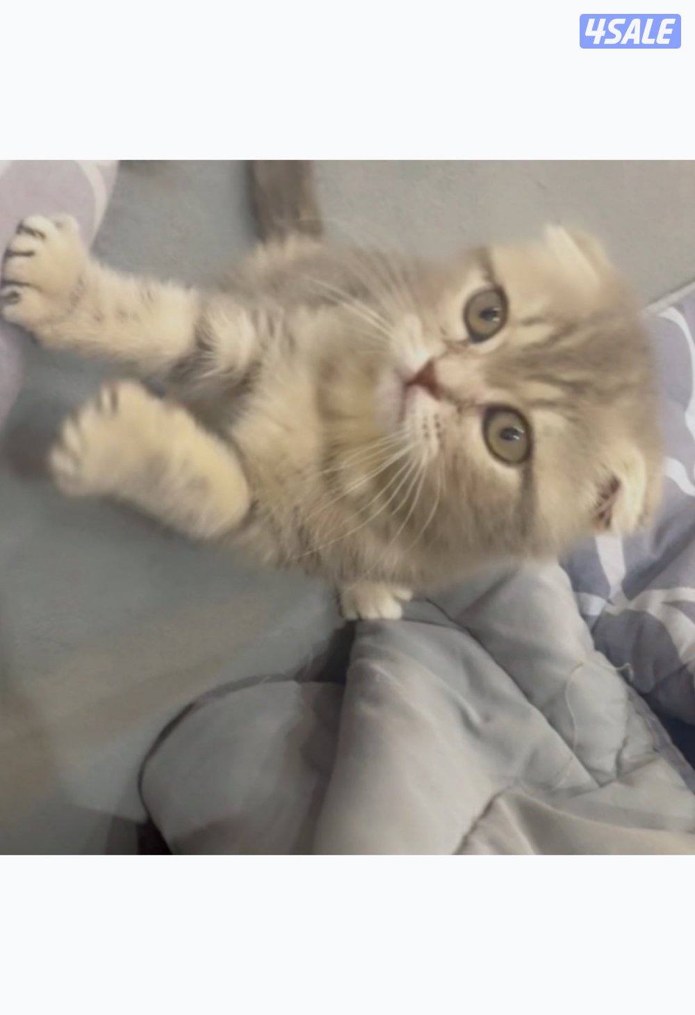 قطوه سكوتش فولد عمرها شهرين لعوووووووله وحنونه حيل1