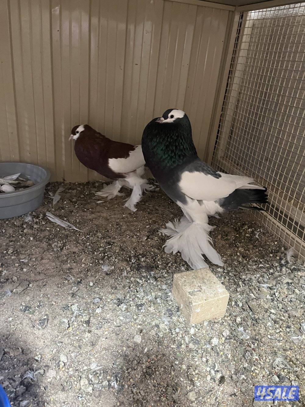 ازواج نفاخ0