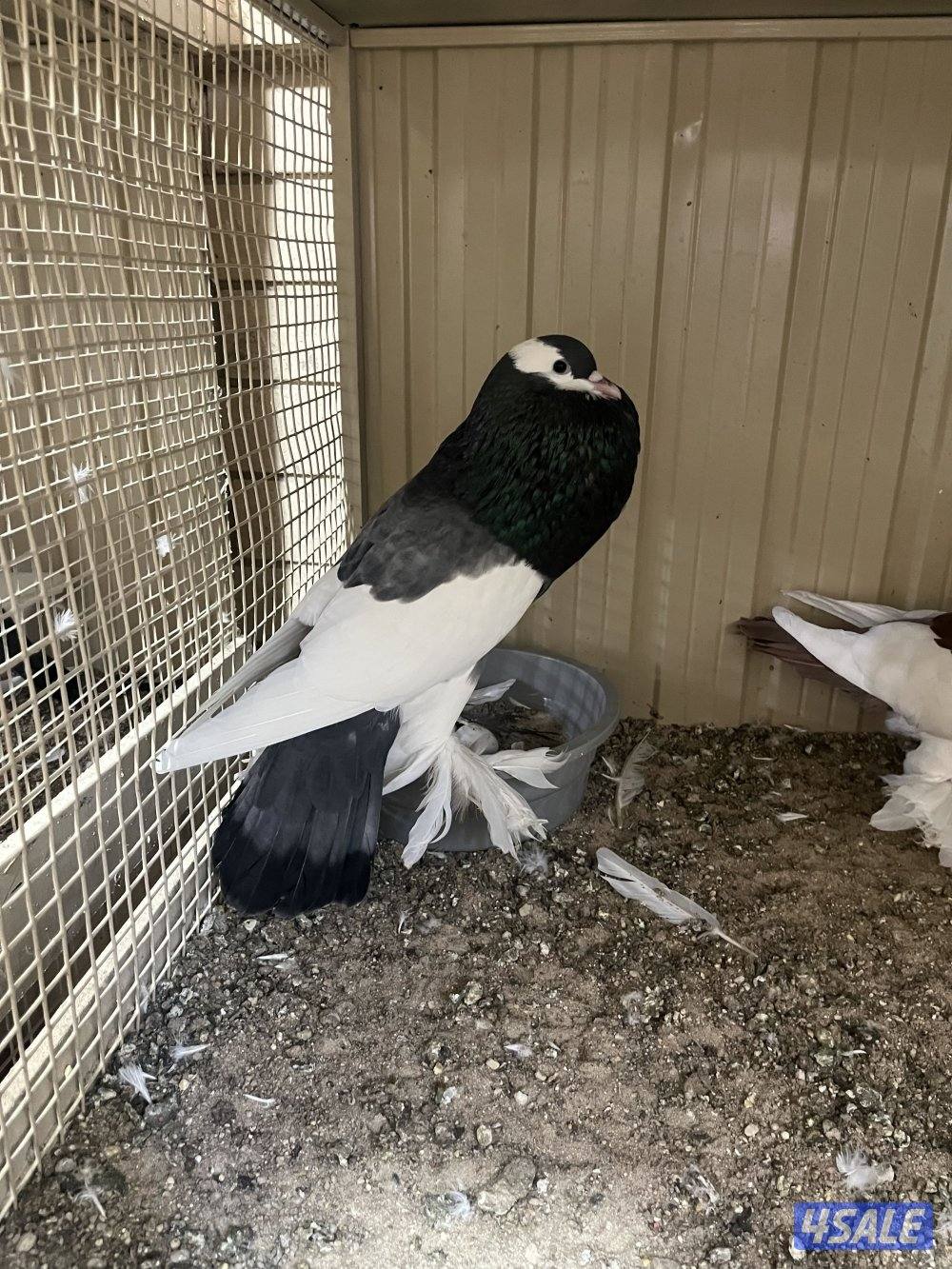 ازواج نفاخ1