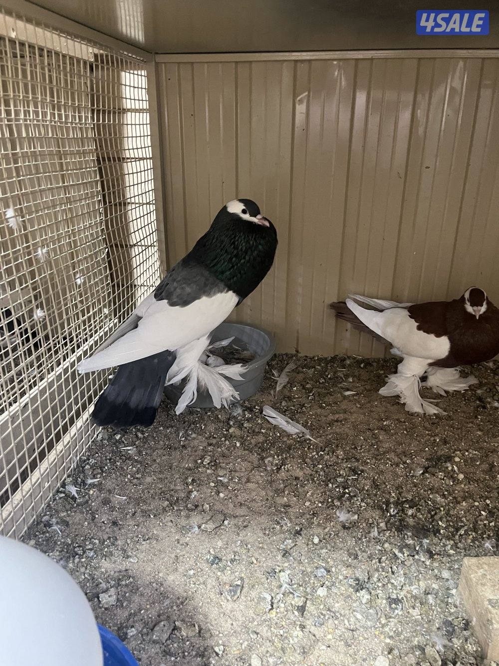 ازواج نفاخ2