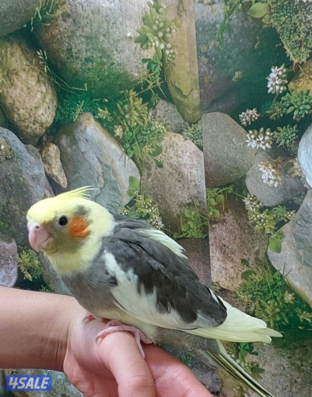 للبيع كروان نهاية عس ولوف بيرد نهاية عس ومتوفر لوف بيرد العمر شهر1