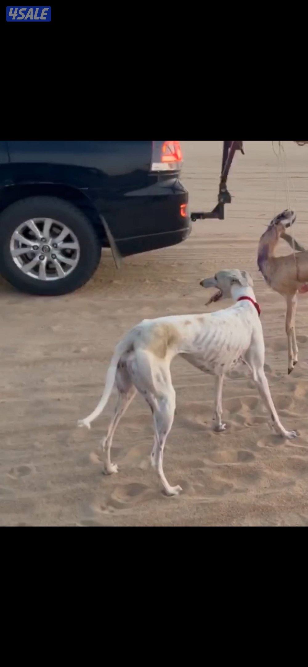 رابطه الكويت لهدد السلوقي0