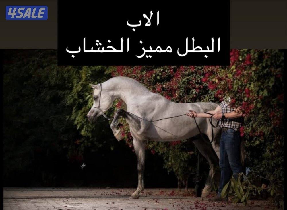 للبيع فرس حجر ( حامل ) وحدرها مهره6