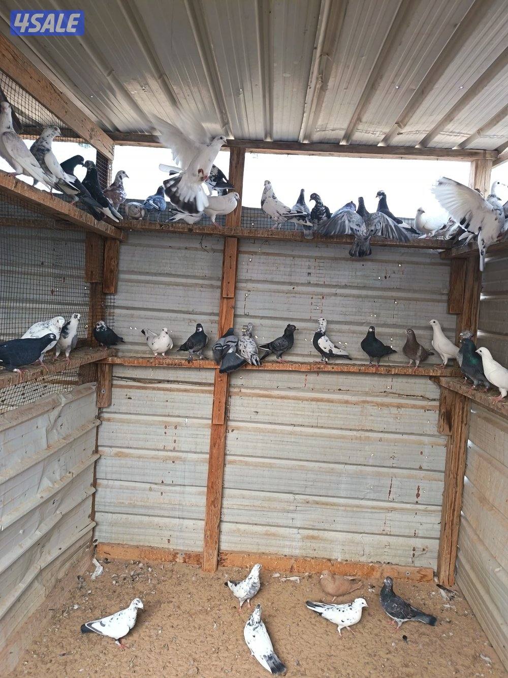 حمام دشاشي1