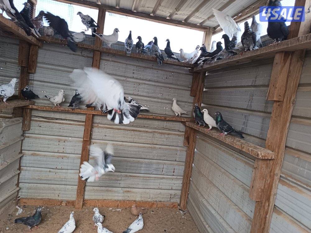 حمام دشاشي2