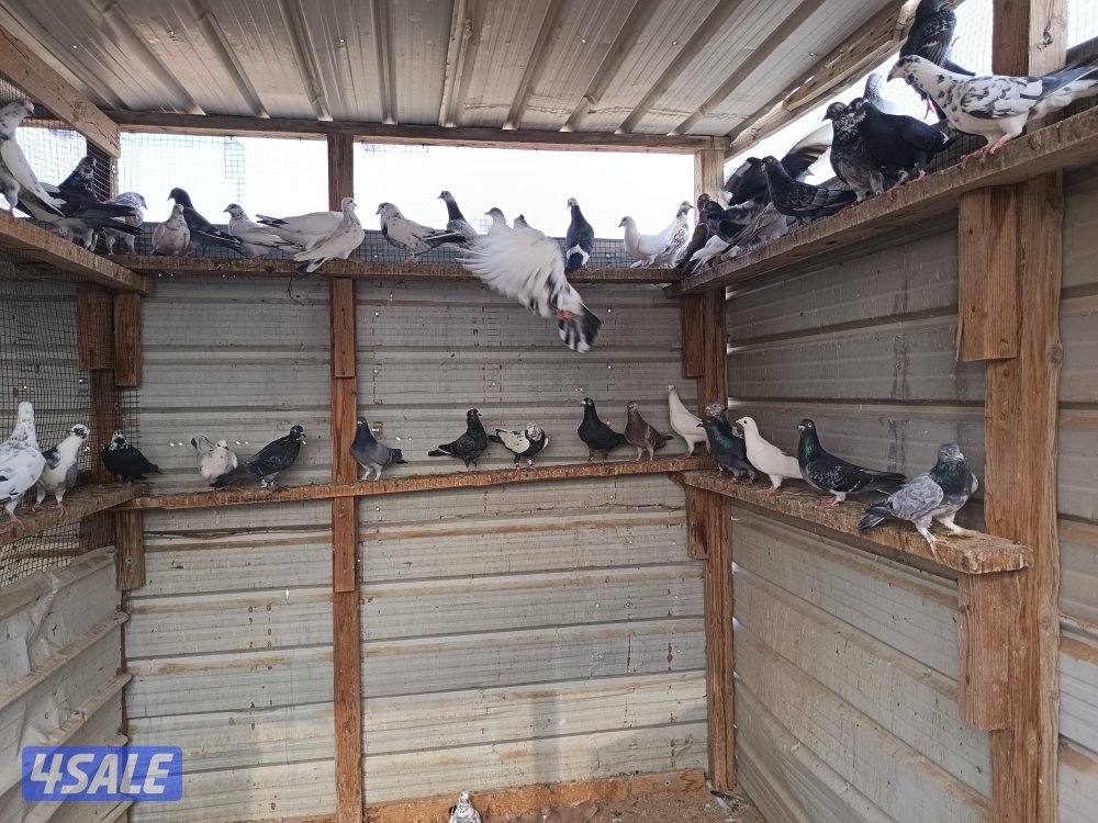 حمام دشاشي3