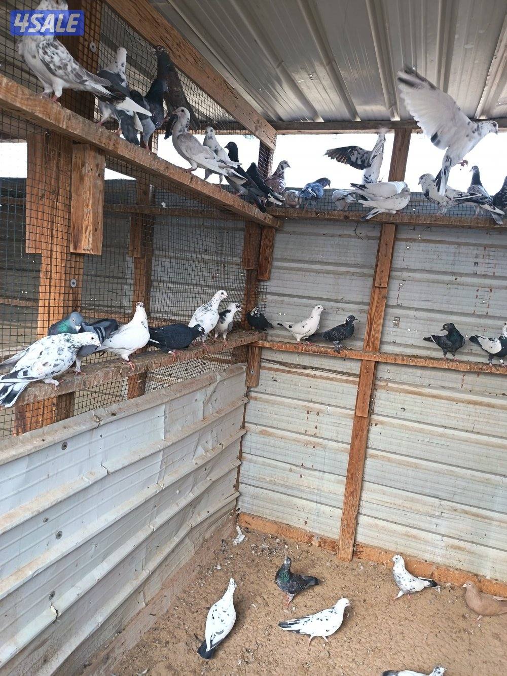 حمام دشاشي4