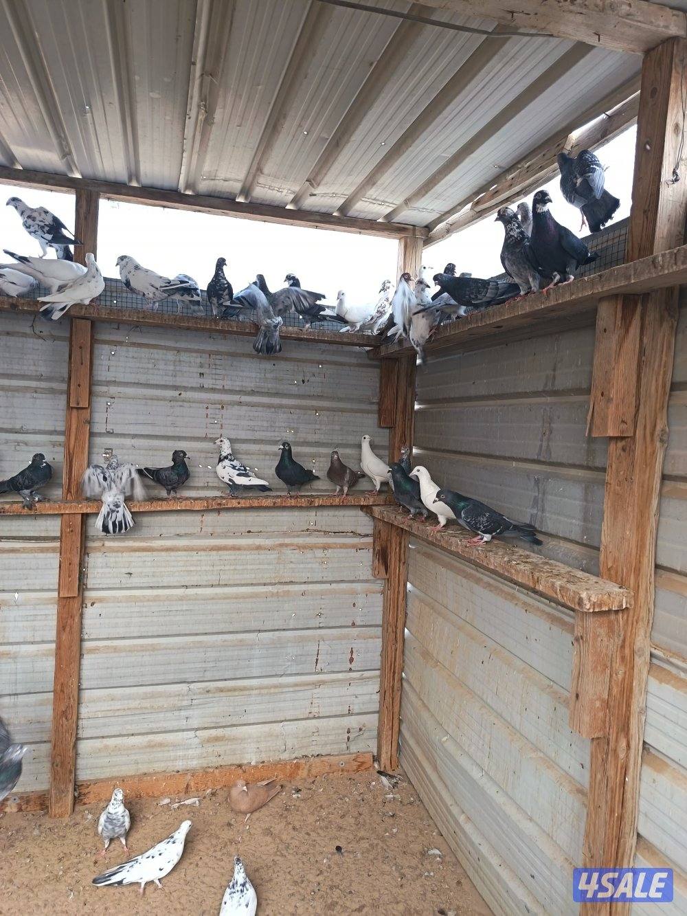 حمام دشاشي5