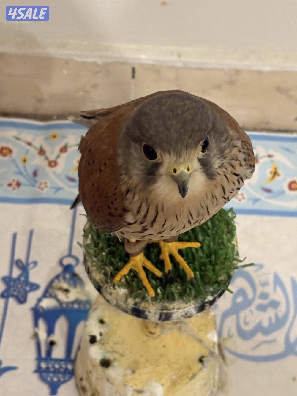 للبيع طير مدرب للاطفال صحته زينه للتواصل واتساب تسعه تسعه اربعه تسعه ت0